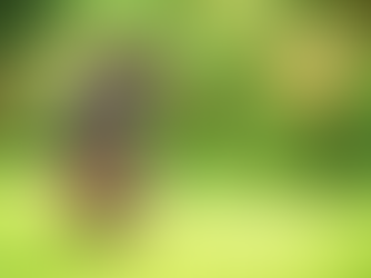 The importance of not over exercising a puppy