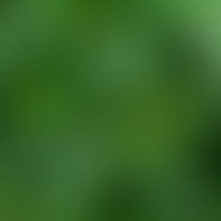 Nettle: Nature's Secret Weapon for Spring Allergies 🌿🌼