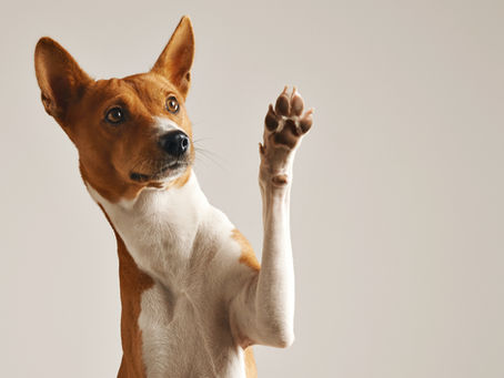 Why Every Modern Pawrent Is Switching to Clean, Vegan Dog Grooming.