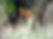 Fox in the South Downs National Parkl