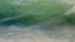 Whitebait photography