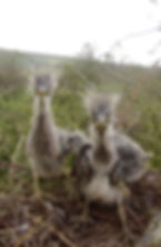 Heron Chicks