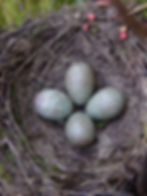 Blackbird's eggs