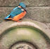The ups and downs of R.Ouse Kingfishers.