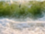 Whitebait photography