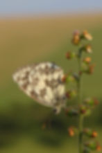 Marbled White