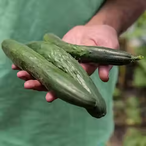 Cucumber (Tokiwa Tokyo Green)