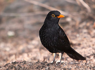 799px-Turdus_merula_-Gran_Canaria,_Canary_Islands,_Spain-8_(2).jpg