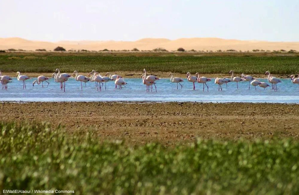 Flamants roses (Phoenicopterus roseus) sur la lagune côtière de Khnifiss (Maroc) en avril 2016.