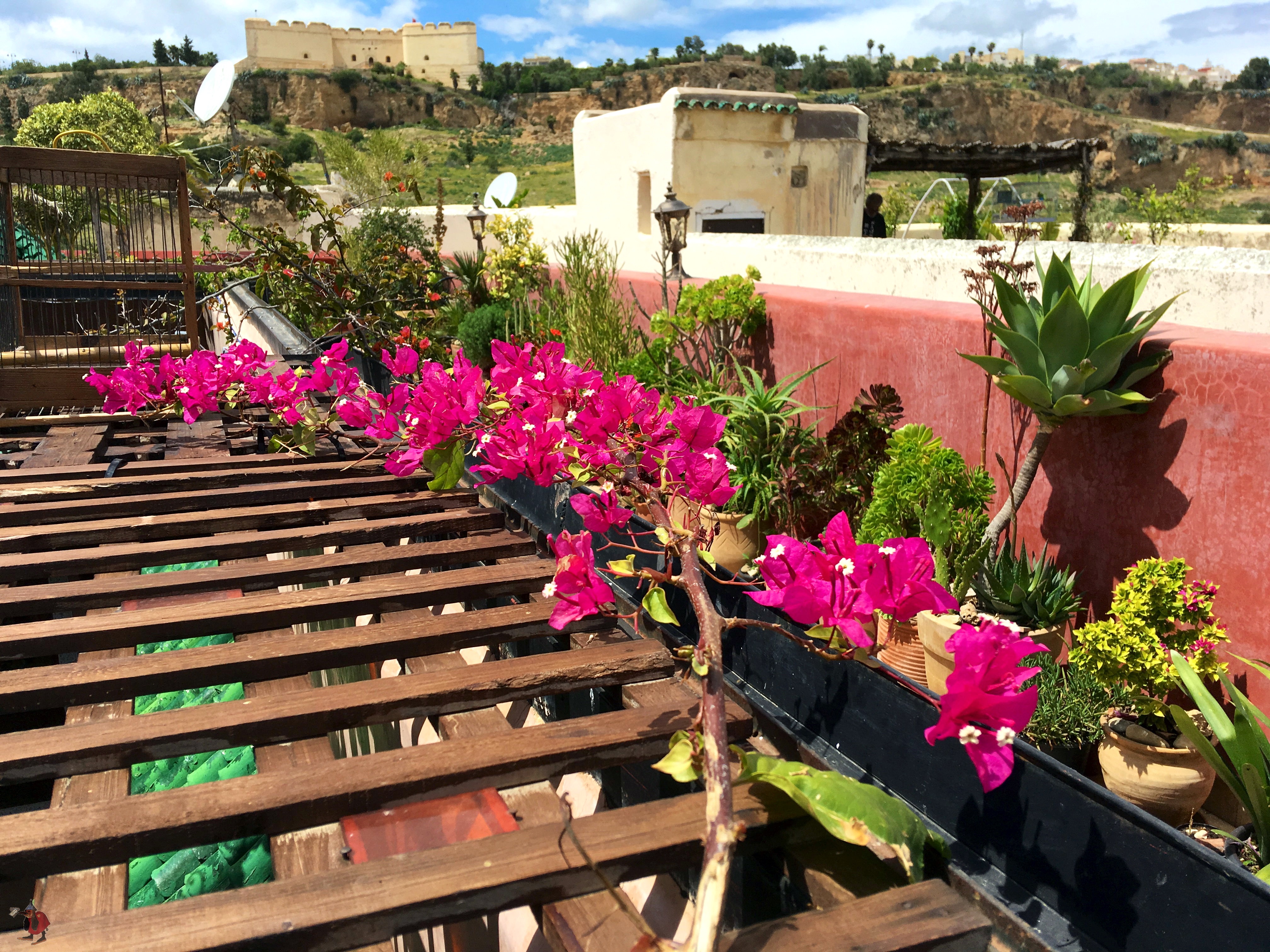 branche de bougainvillée
