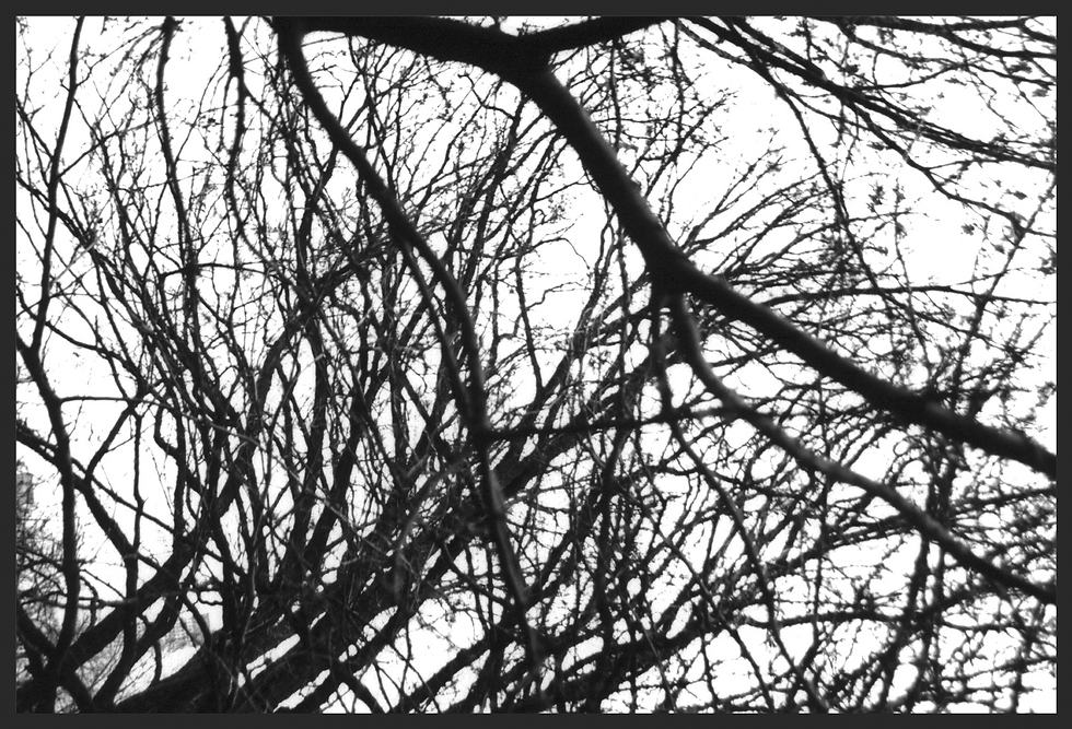 Elia Levitin 44_edited