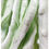 Thumbnail: Green Seaweed Flogger