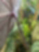 DFX_6488.JPG