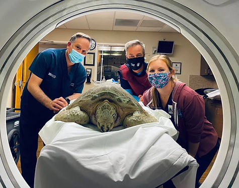 JMC CT Scan.jpeg