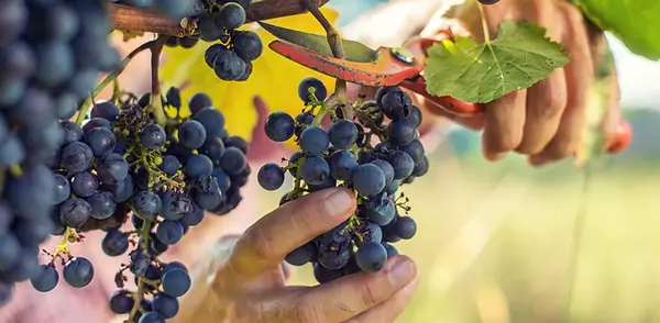 harvest clipping.webp