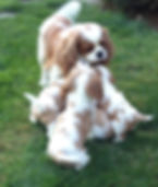 Diana with Caesar pups Sept 2013