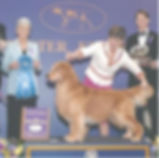 Coco's sire - Daniel