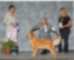 SweetGoldMirageRWBIEGRC5-22-2009.jpg