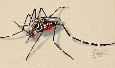 Mosquito-01_edited_edited.png