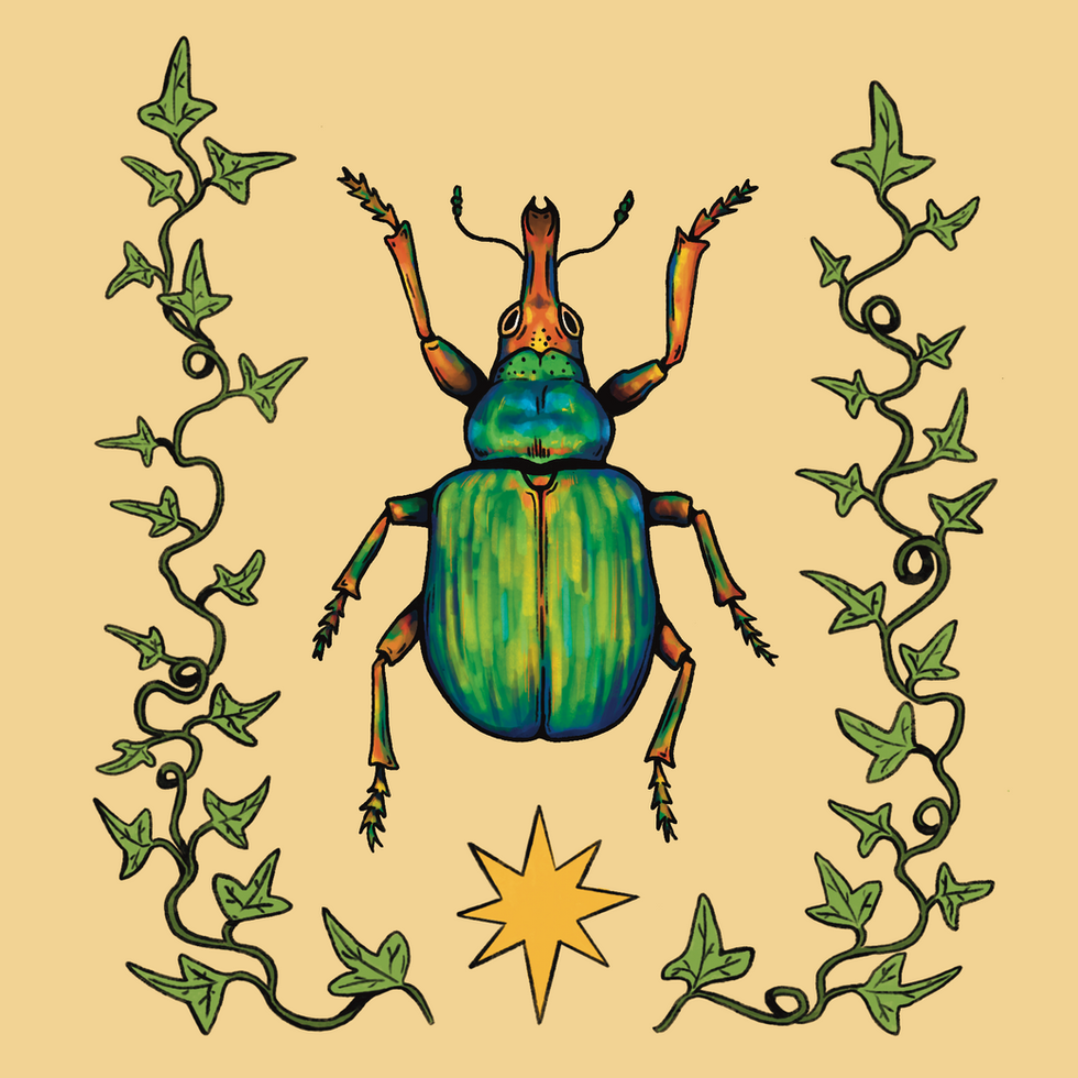Star Weevil
