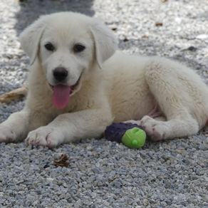 Avant d'adopter un chiot