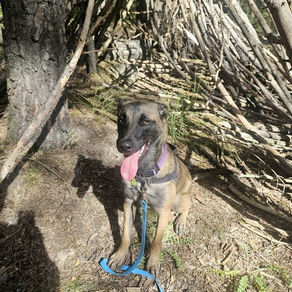 Malinois à l'adoption Barcelonnette