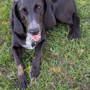 Kiara croisée labrador à l'adoption