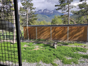 Pension canine en Ubaye (Barcelonnette, Alpes de haute provence 04)