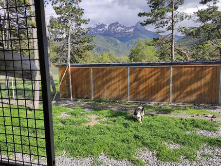 Pension canine en Ubaye (Barcelonnette, Alpes de haute provence 04)