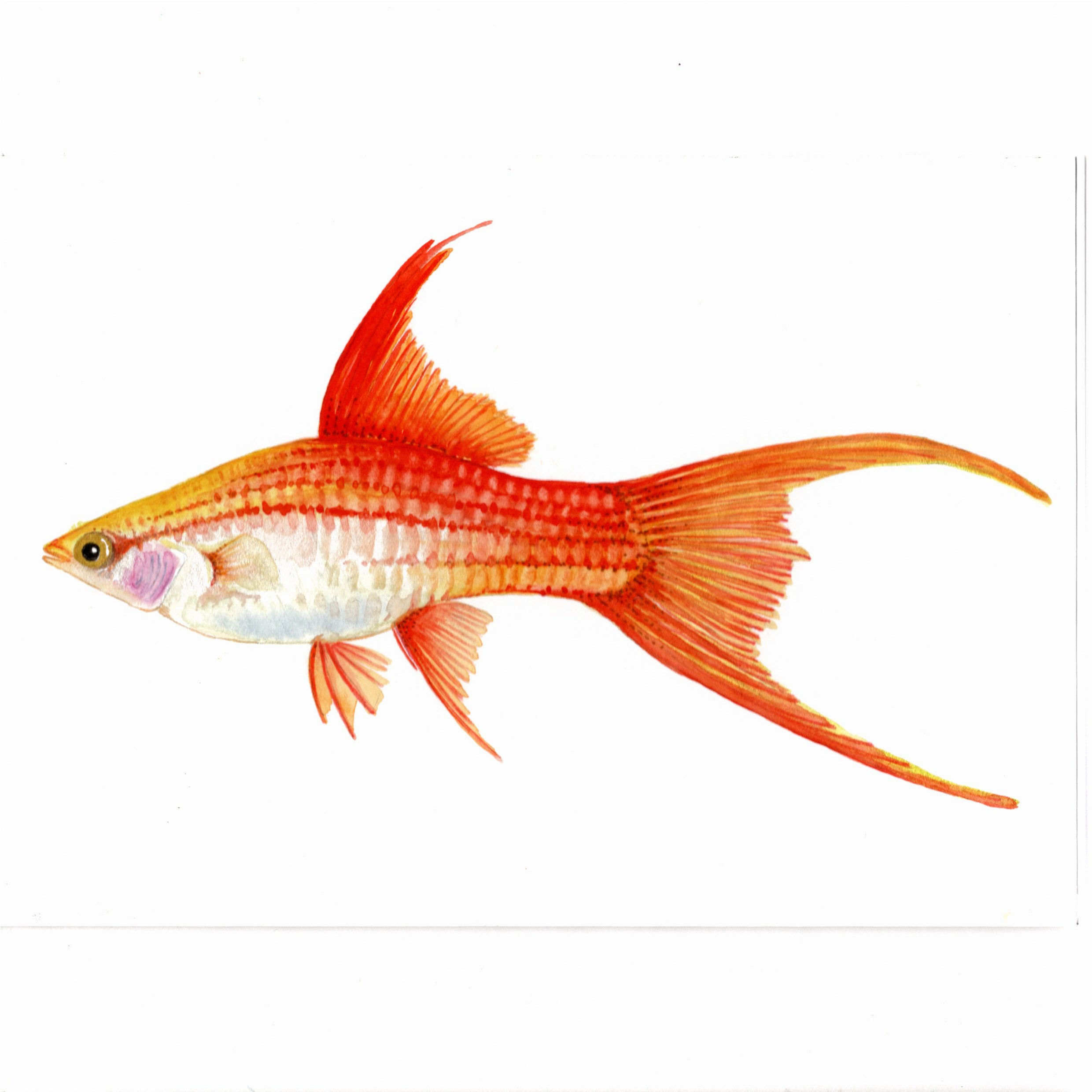 Platy - Freshwater Aquarium Fish - Artist, Adele Kent