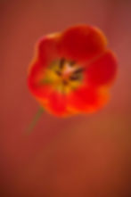 Blooms, Snap & Sip: Flower Portraits