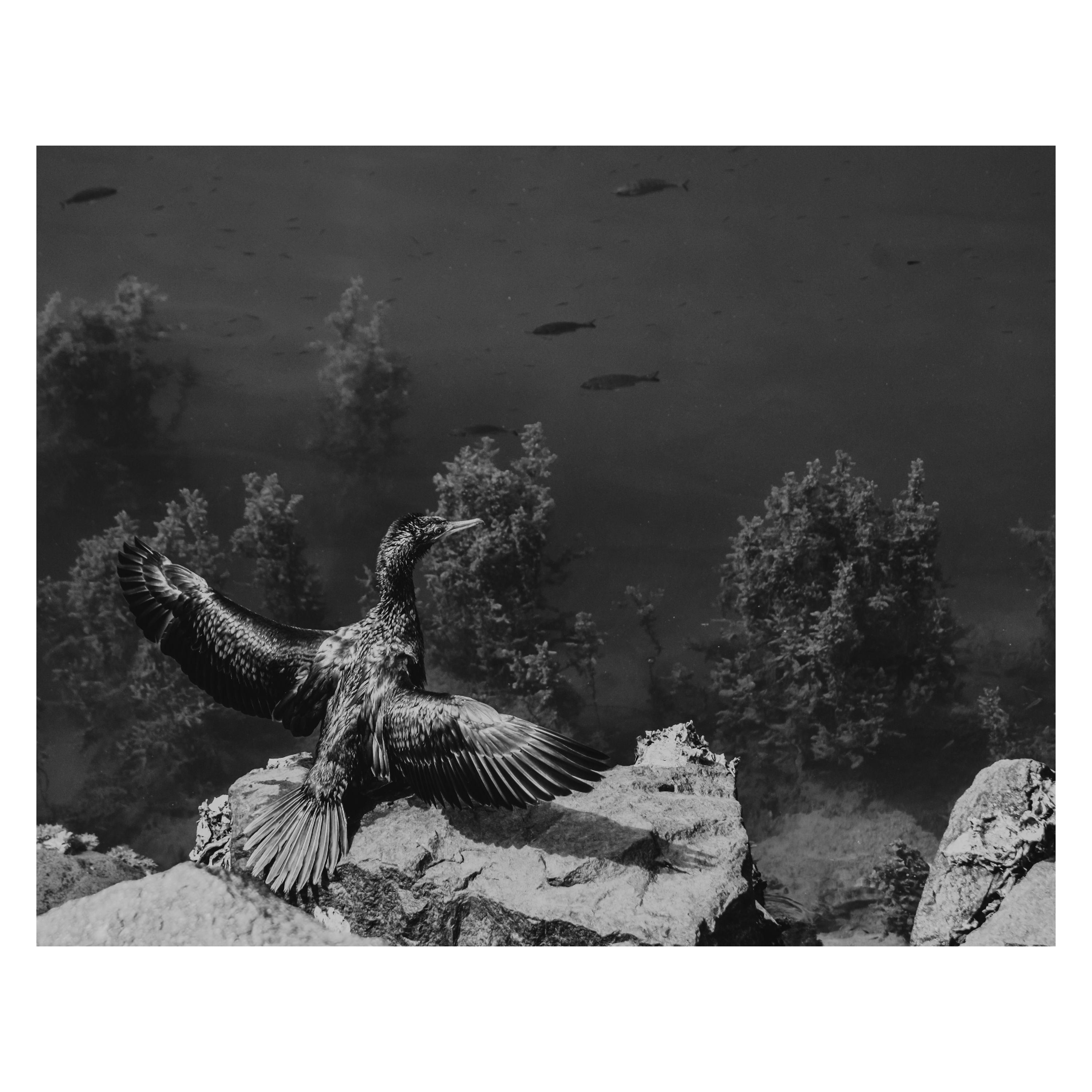 Little Black Cormorant - Glynis Quinlan