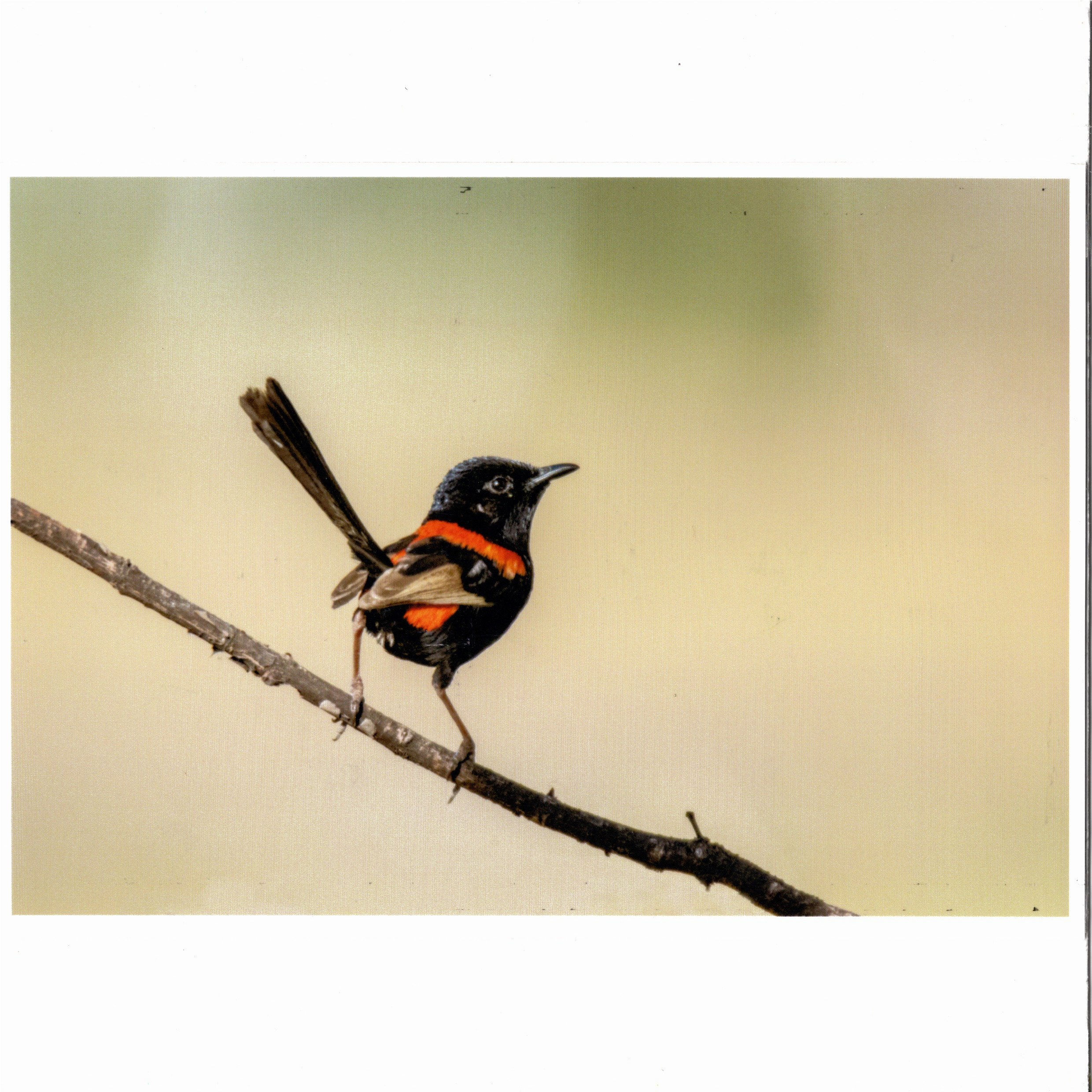 Red Back Fairywren Male - Photographer Robyn Behan