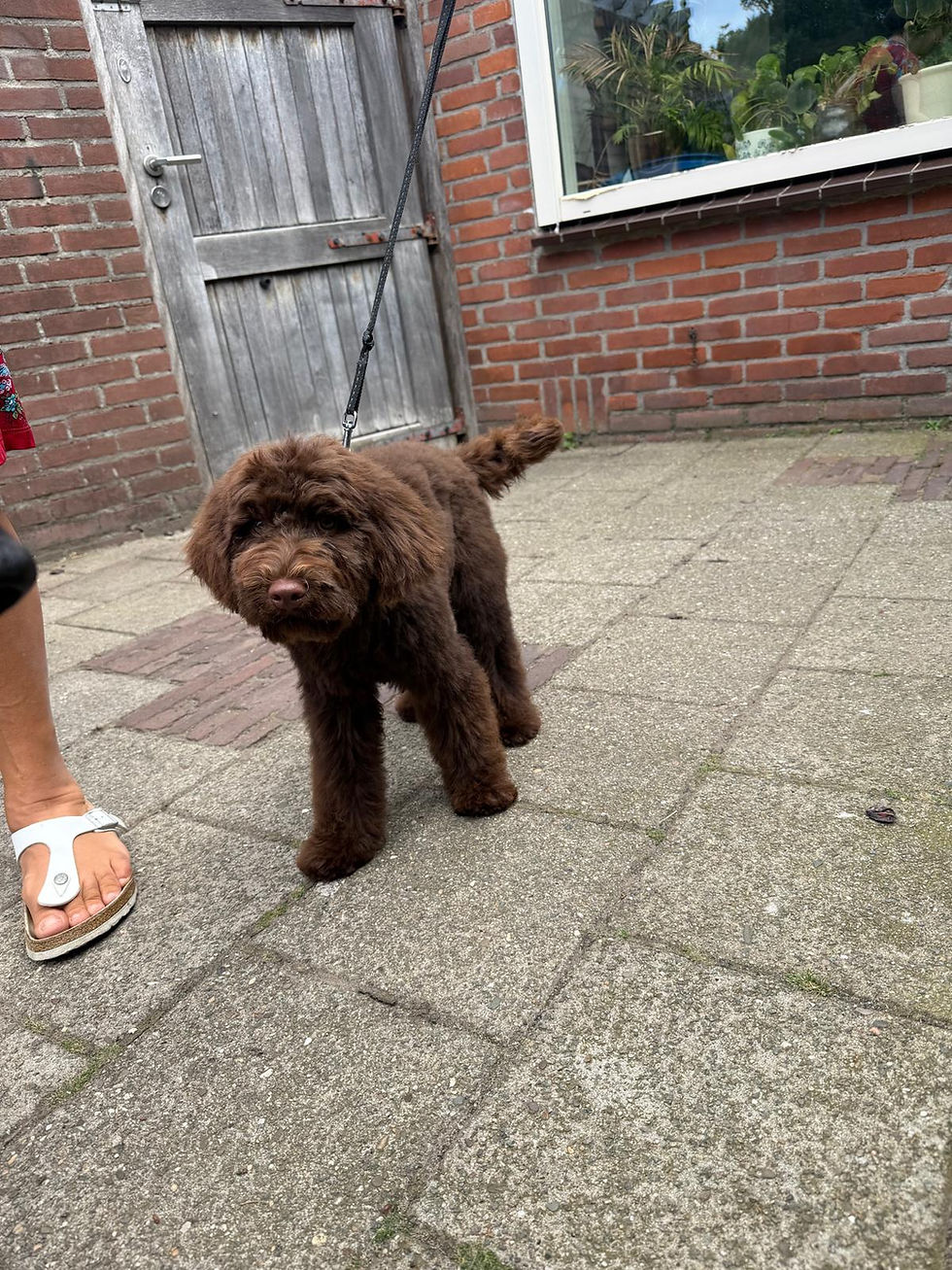 Staande foto van een bruine hond op straat, met neutrale grijsbruine stoeptegels en bakstenen muur, portret/staand formaat.