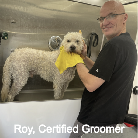 Roy and Yoda, the golden doodle