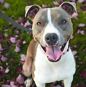 Picture of dog reflecting pricing for medium dogs