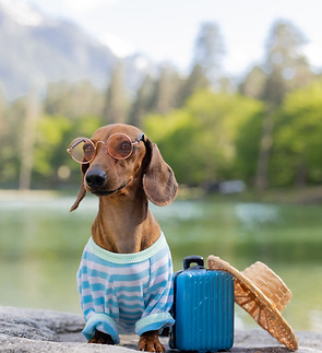 lindo-perro-dachshund-en-un-viaje-un-perro-salchicha-con-gafas-de-sol-un-sombrero-de-paja-