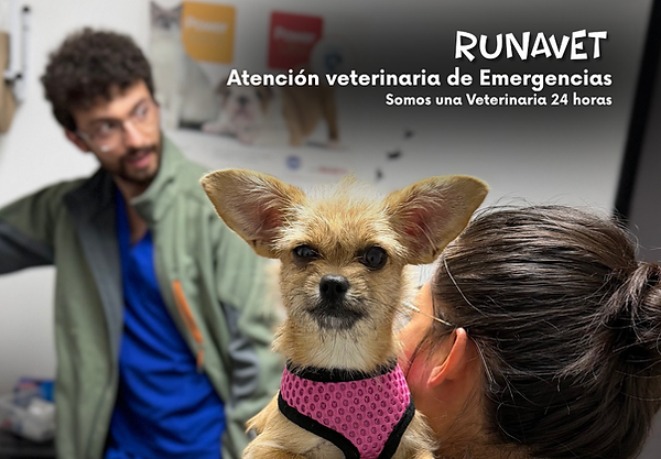 veterinaria 24 horas en Tumbaco