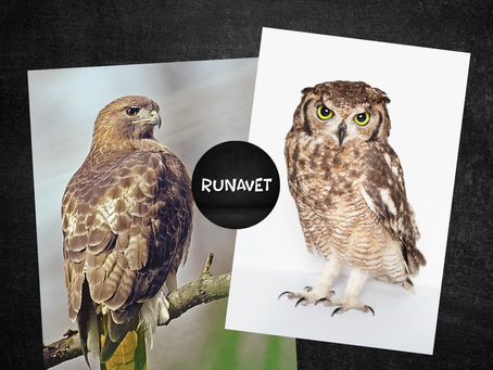 diferencia entre halcón y buho