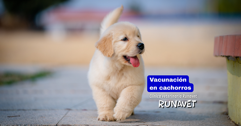 Vacunación de cachorros en Quito