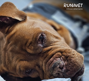consulta_oncológica_veterinaria_en_runavet.png
