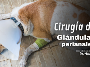 Cirugía de glándulas perianales en perros