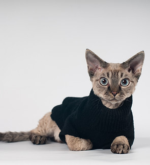 Cat in a Sweater Vest_edited.jpg