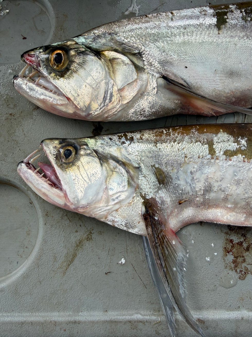 this is the vampire fish