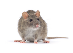 Rat