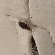 Bed bug control London