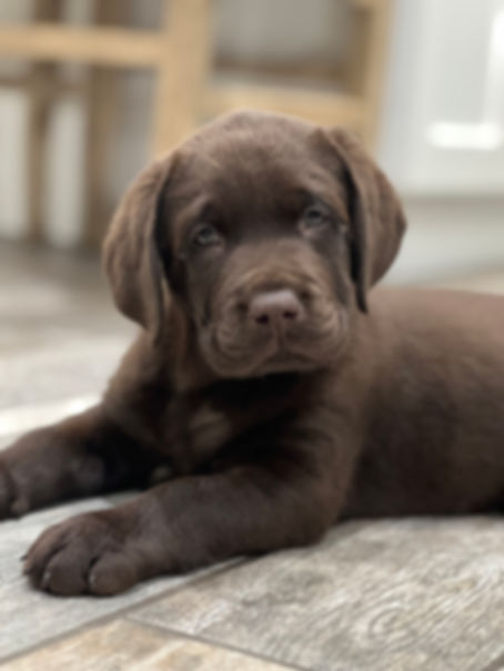 Chocolate Lab Puppy