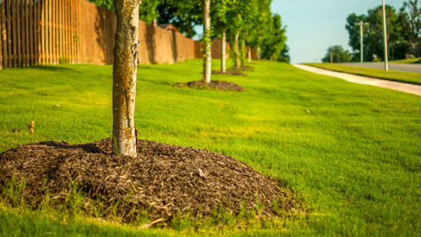 Mulch: More Than Just a Decorative Element