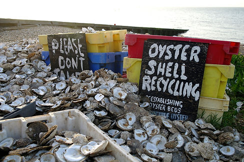 oyster-shell-recycling-1.jpeg
