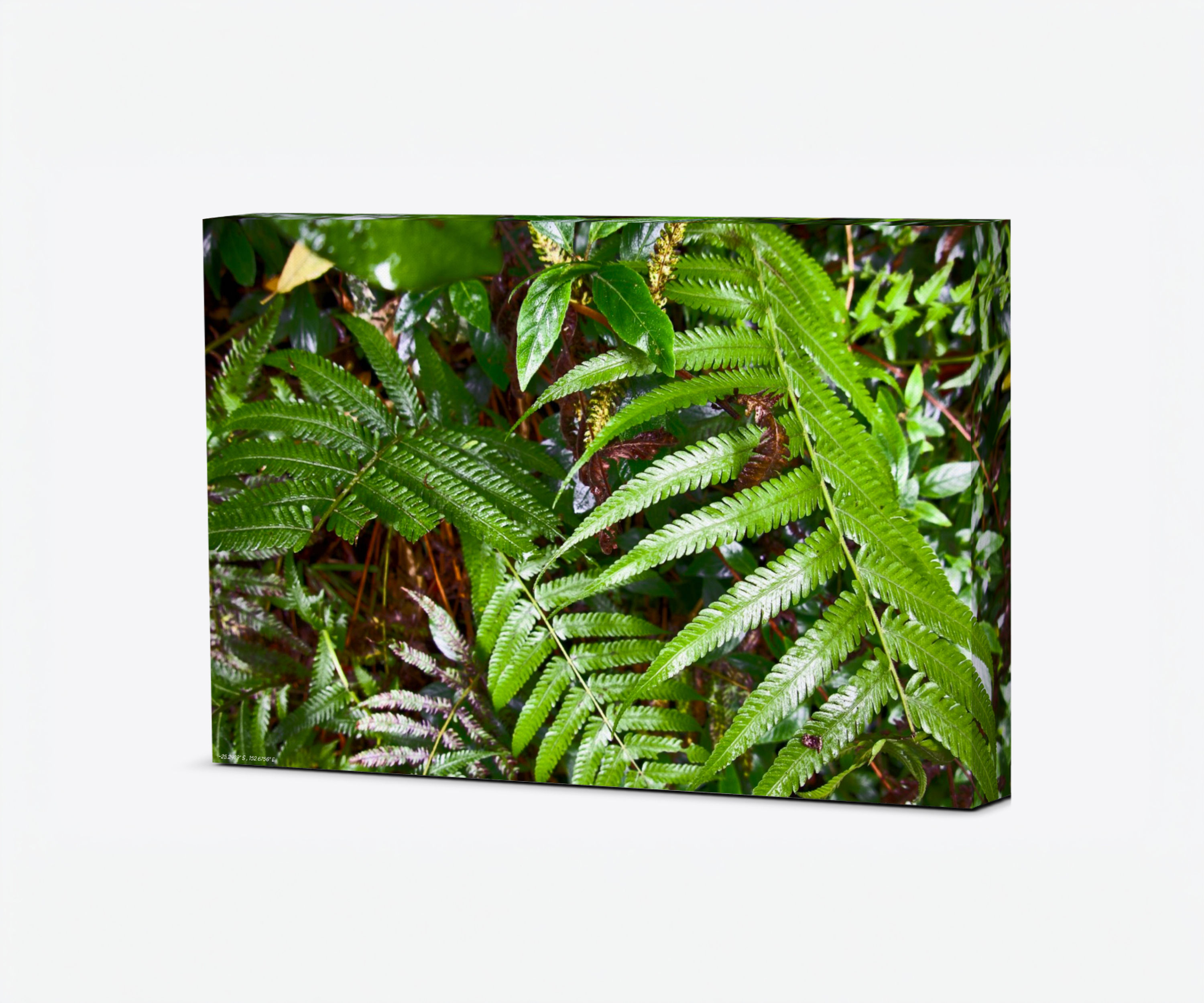 Martins Creek Fern / Landscape